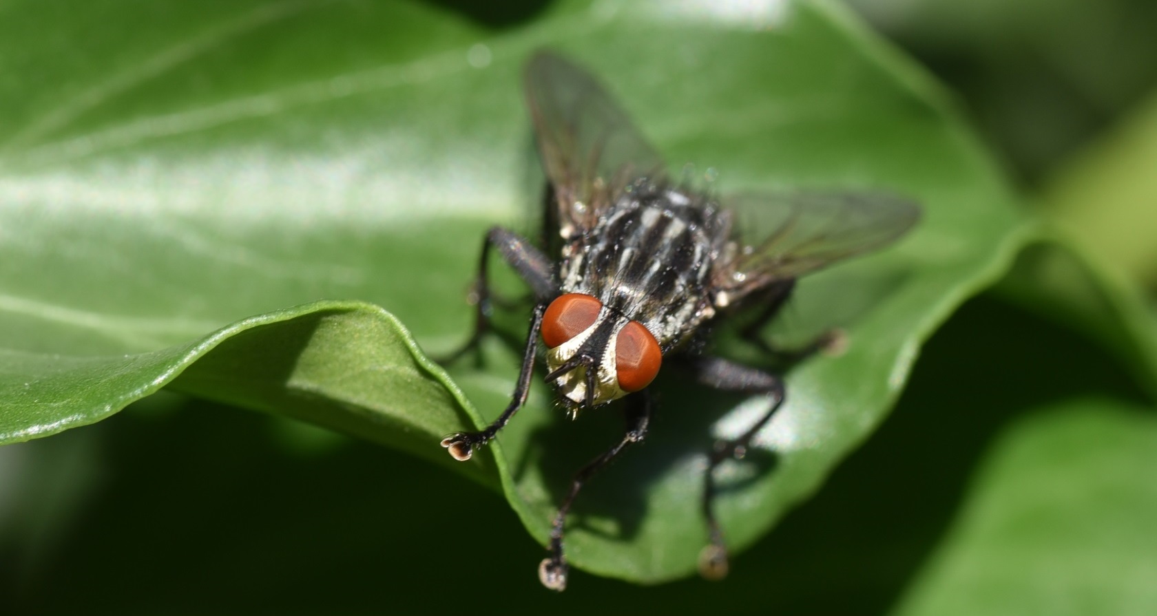 Insekten – Fliege